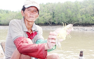 Nhớ tháng 3 ra sông Đồng Nai bắt sản vật: Loài tôm tít "nữ hoàng" to chà bá, con chem chép vàng như tóp mỡ