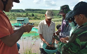 Ông nông dân tỉnh Phú Yên nuôi 40 vạn con ốc gì mà vớt 1 rổ lên khách đến xem trầm trồ thán phục?