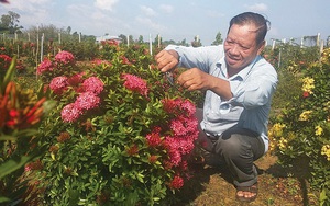 Hơn 20 năm chung thủy chỉ trồng 1 loài hoa rực rỡ này, một ông nông dân tỉnh An Giang sống đời khá giả