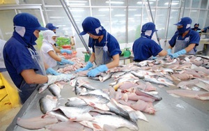 Xuất khẩu cá tra sang Trung Quốc bị "tắc", VASEP kêu gọi tránh nôn nóng chào giá thấp