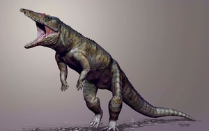 Khám phá bất ngờ về tổ tiên loài cá sấu ngày nay