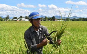 Kon Tum: Ở nơi này, nông dân thành phố khốn đốn với thứ lúa ma, có ruộng lúa phải cắt về cho bò ăn chơi