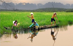 Những giống lúa ma mọc hoang nhưng lại quý hơn vàng ở Việt Nam