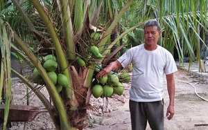 Trồng măng tây ví như rau vua, dâu tây ra quả đỏ mọng ở cổng trời Bình Định, khách du lịch đang đến - Ảnh 13.