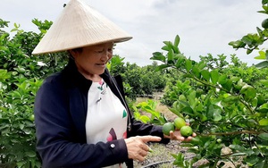 Long An: Đây là nông dân đầu tiên trồng chanh không hạt ở Việt Nam mà nên danh tỷ phú