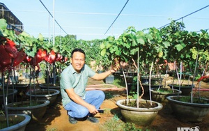 Ninh Thuận: Lạ, trồng nho cây thấp tè đã ra trái quá trời, ông nông dân tay ngang này làm ra không đủ bán