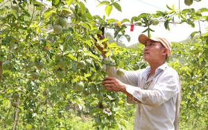 Sơn La; Trồng chanh leo, nhìn đâu cũng thấy trái, ông nông dân người Mường thu hàng trăm triệu