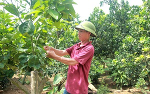 Tuyên Quang: Ông tỷ phú nông dân này ghép cam lên gốc bưởi, bất ngờ hái tới 60 tấn quả, lãi ròng 1,2 tỷ