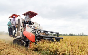 Thủ tướng chỉ đạo kiểm tra mô hình cánh đồng lớn trồng lúa tại ĐBSCL