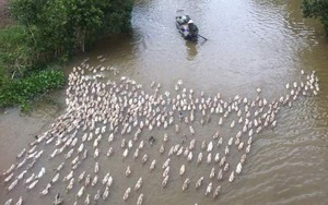 Long An: Hàng trăm ngàn con vịt chạy đồng đổ về, lo dịch cúm gia cầm tái bùng phát