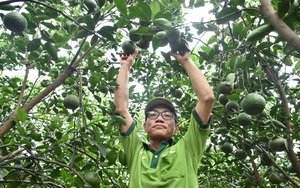 Long An: "Liều" trồng cam sành trên đất phèn, ông nông dân này bất ngờ "trúng số" vì cây nào cũng ra trái quá trời