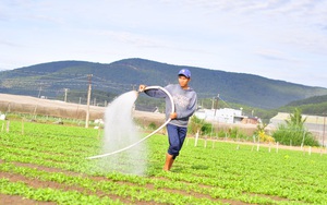 Lâm Đồng có bao nhiêu ha sản xuất nông nghiệp hữu cơ mà muốn dẫn đầu cả nước?