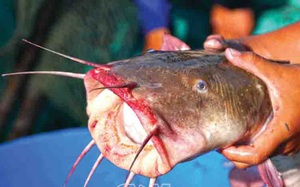 Loài cá mồm đầy râu nào ở Cà Mau khiến anh &quot;thợ săn&quot; vừa thụt vừa thở hổn hển mới bắt được?
