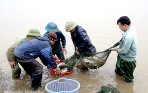 Ninh Bình: Nuôi cá trong ruộng lúa, chả phải cho ăn mà con nào cũng to bự, thương lái cứ gạ "nhớ bán cho tôi"