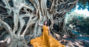 Cây si cổ thụ có bộ rễ "khủng" hút du khách tới chụp ảnh ở Đắk Lắk
