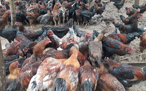 Bắc Giang: Cho đàn gà leo đồi, thịt vừa săn vừa ngọt, ông nông dân này thu 5 tỷ đồng/năm