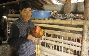 Lai Châu: Nuôi gà thịt sinh học, cải thiện dinh dưỡng, hỗ trợ giảm nghèo
