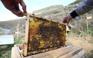 Nuôi ong lấy mật trên cao nguyên đá, hộ nghèo tăng thu nhập