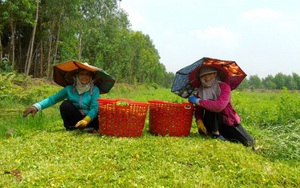 Long An: Bỏ trồng lúa và trồng chanh chuyển sang trồng thứ rau gì để dân ở xã này cứ thế mà khấm khá?