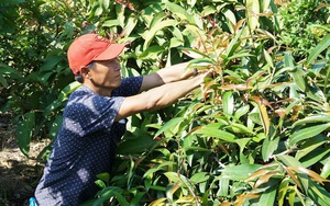 Tây Ninh: Lấy rau rừng, rau dại ven sông bờ suối về trồng lung tung trong vườn nhà, nông dân thu tiền đều tay
