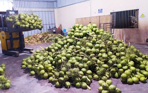 Bến Tre: Một hệ thống siêu thị nước ngoài đặt mua 10 triệu trái dừa/năm, vì sao tìm &quot;mỏi mắt&quot; không đủ?
