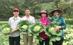 Lào Cai: Vùng biên cương trồng bắp cải, cây nào cũng to đùng, cuộn chắc nịch bán được giá