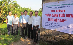 Hà Nam: Bưởi VietGAP thế chân cây lúa, hiệu quả cao gấp 4-8 lần 