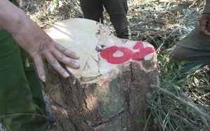 Đắk Lắk: Khởi tố một giám đốc công ty lâm nghiệp để mất rừng
