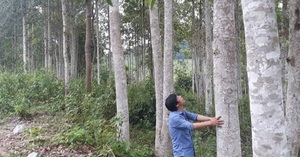 Khi nhân dân đồng lòng bảo vệ rừng