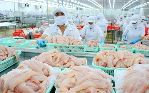 Trung Quốc tăng kiểm soát hàng nhập khẩu đông lạnh, doanh nghiệp xuất khẩu cá tra cần chuẩn bị gì?