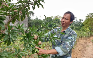 Bán cây giống gì mà một ông nông dân tỉnh Thái Bình lãi gần 1 tỷ đồng mỗi năm, thoát cảnh sạt nghiệp?