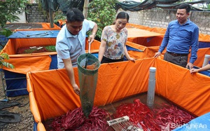 Một ông nông dân tỉnh Nghệ An nuôi ba ba bò lổm ngổm, nuôi lươn nhung nhúc mà nhiều người tìm đến xem