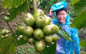 Báo nước ngoài nói gì về cà phê Robusta Việt Nam?
