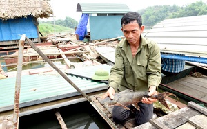 Tuyên Quang: Nuôi nhốt những con cá đặc sản râu dài trước ví như &quot;loài thủy quái&quot; tinh ranh, dân trở nên giàu có