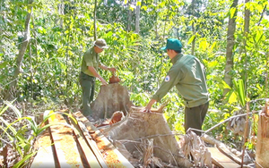 Phú Yên: Khởi tố 19 đối tượng mở đường tàn phá rừng giáp ranh