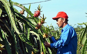 Bình Thuận: Đến khổ, nông dân chong đèn trồng thanh long ra trái nghịch vụ, ngờ đâu hy vọng tan biến vì điều này