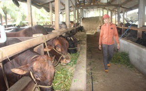 Trang trại nuôi bò vỗ béo “khủng”, hàng trăm con xếp hàng đều tăm tắp của ông nông dân tỉnh Bình Định