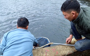 Lào Cai: Đến khổ, nuôi cá hồi bán chật vật, mang tiếng cá quý tộc mà giá bán rẻ hơn cả cá trắm đen