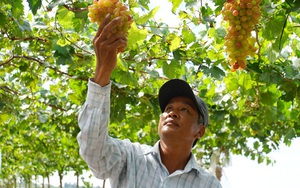 Một ông nông dân tỉnh Đồng Tháp chưa bao giờ làm ruộng, bất ngờ thành công khi trồng loài cây lạ lẫm này