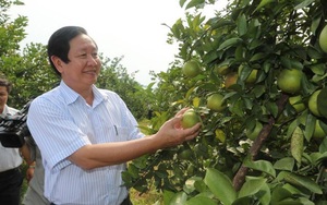 Ông nông dân trồng cam Vinh đạt chuẩn xuất  khẩu toàn cầu, thu nhập 6-7 tỷ mỗi năm 