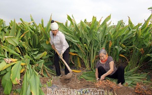 Hưng Yên: Vùng đất bãi sông trồng thứ cây tốt quá đầu người, cuối năm cuốc 1 nhát bật lên cả chùm củ vàng