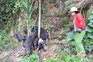 Lợn đặc sản miền Tây Nghệ An khan hiếm, giá 200.000 đồng/kg