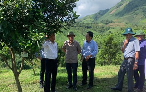 “Nữ hoàng quả khô” mắc ca - hành trình hơn 20 năm trở thành nông sản tỷ đô