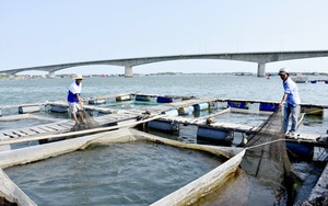 Phát triển bền vững nghề nuôi cá lồng bè ở Long Sơn