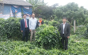 Bắc Giang: Một ông nông dân trồng sâm nam "bảo bối", mọc như bụi rậm, 5 năm mới được đào củ, bán giá 1,5-2 triệu/kg