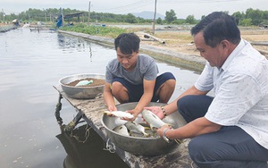 Bình Thuận: Nuôi loài cá tên là chim nhưng không cánh mà có vây vàng, nông dân yên tâm bán 140.000-180.000 đồng/kg