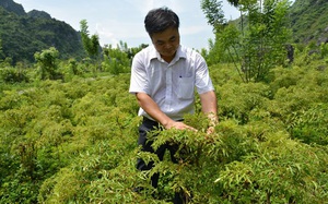 Ninh Bình: Chiết suất &quot;cây sâm của người nghèo&quot; thành loại cao quý bổ dưỡng dưới chân núi đá vôi