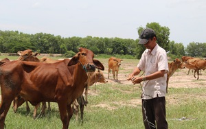 Long An: Xã biên giới này có ông nông dân nuôi gần 100 con bò mà làm giàu