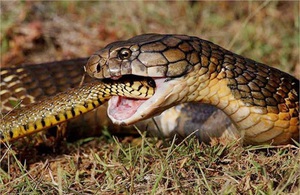 "Thánh địa" hổ mang chúa - nơi những con rắn hổ mang dài 7m, nặng 30kg sinh sống