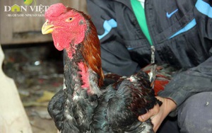 Bắc Ninh: Giao Công ty gà giống Dabaco bảo tồn 3.000 con gà Hồ quý hiếm 